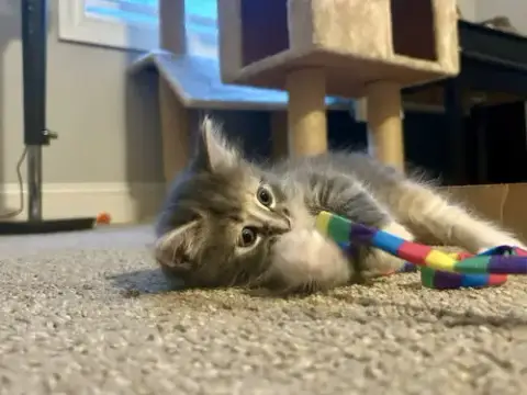 Fluffy photo 3