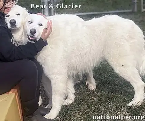 Glacier & Bear In In photo 3