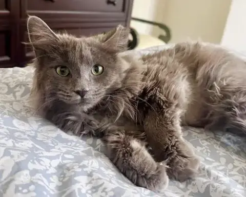 Puff Ball