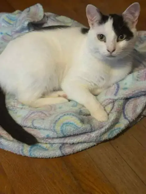 Patches-Purring Sidekick!