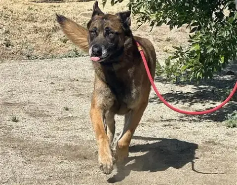 Rex