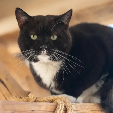 Hugo