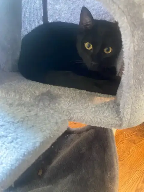 Duke
