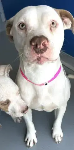 *Delilah