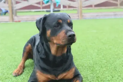 Raelynn