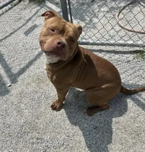 Champ In Windsor Va photo 2