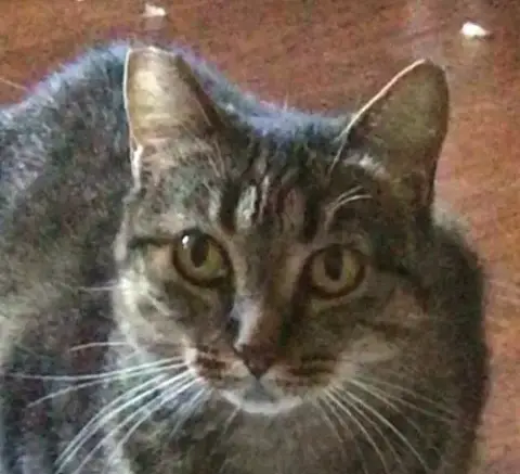 Tigra