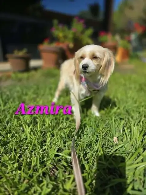 Azmira