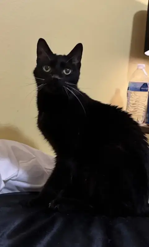Scar