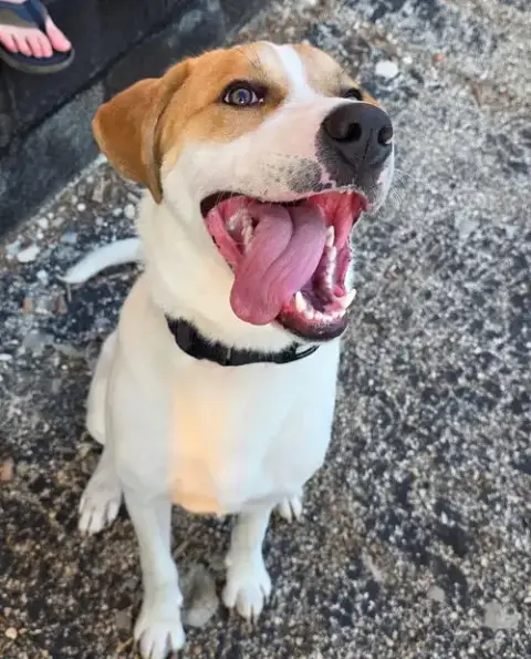 Buddy