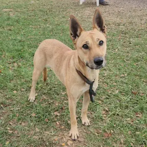 Penny