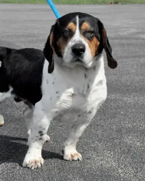 Bubba
