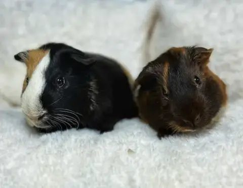 Piggie And Gerald photo 4