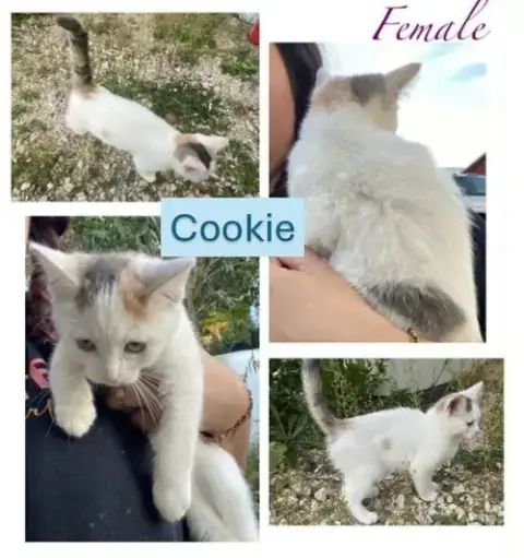 Cookie