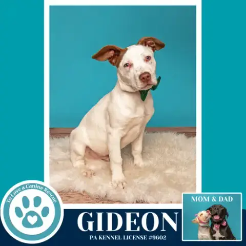 Gideon photo 3