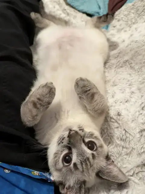 Meeps =^.^= photo 3