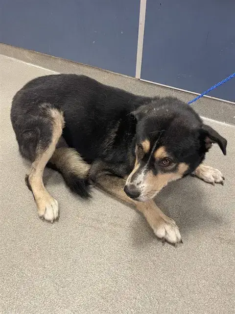 Donner