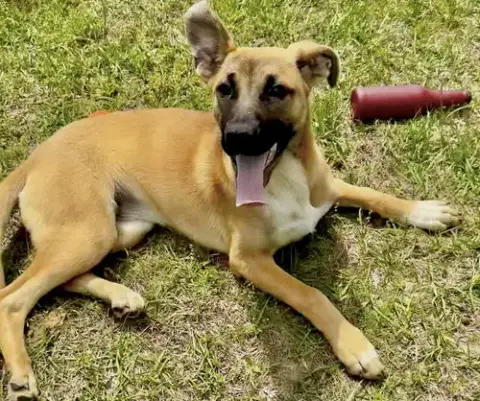 Nala photo 3