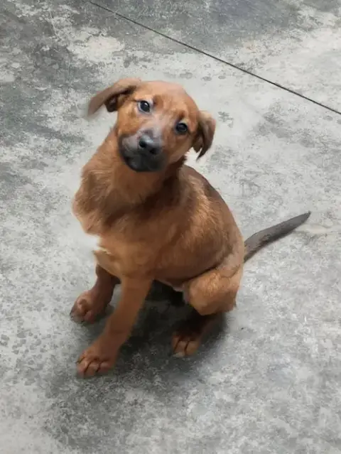 Puppy Ann photo 2