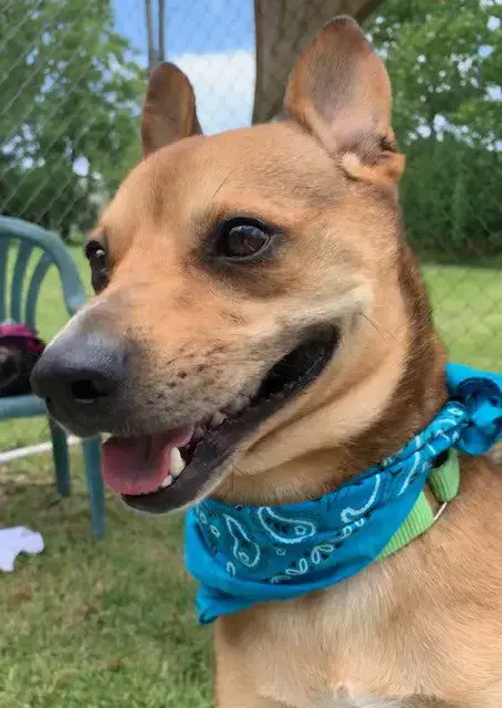 Peanut photo 4