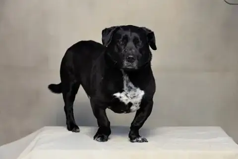 Apollo