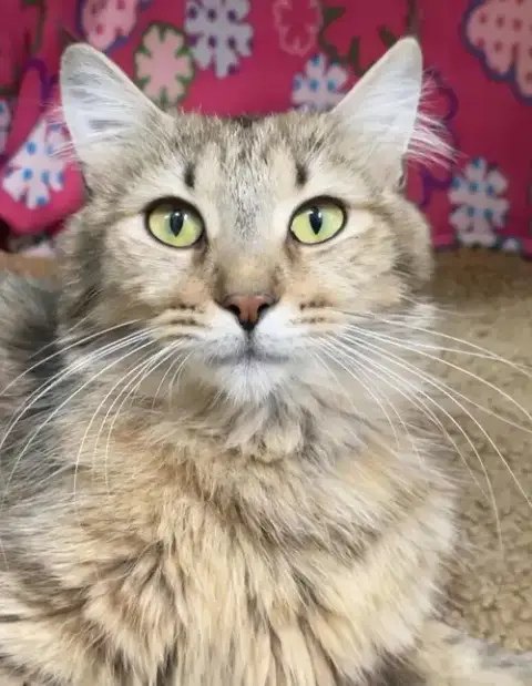 Persephone