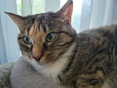 Zena photo 4