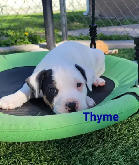 Thyme photo 2