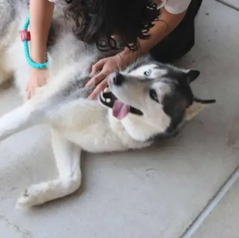 Hachi photo 3