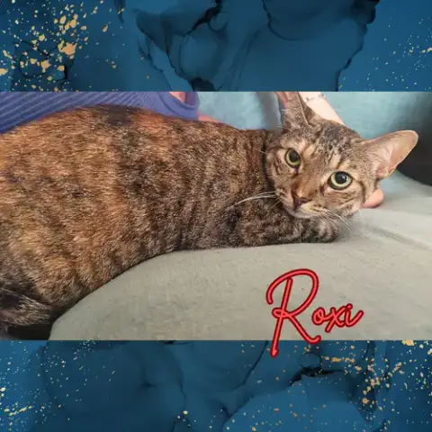 Roxi photo 2