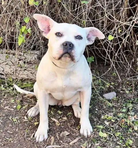 Magical Ms Mia More ~ American Bully House Hippo photo 4