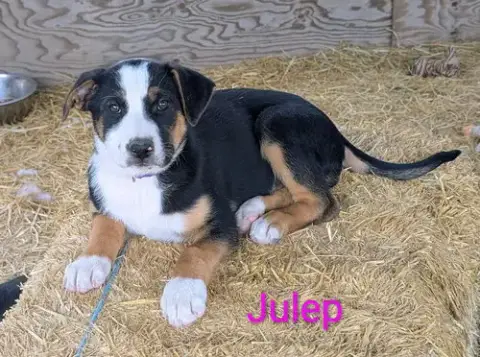 Julep