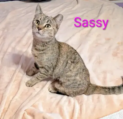 Kitten Sassy