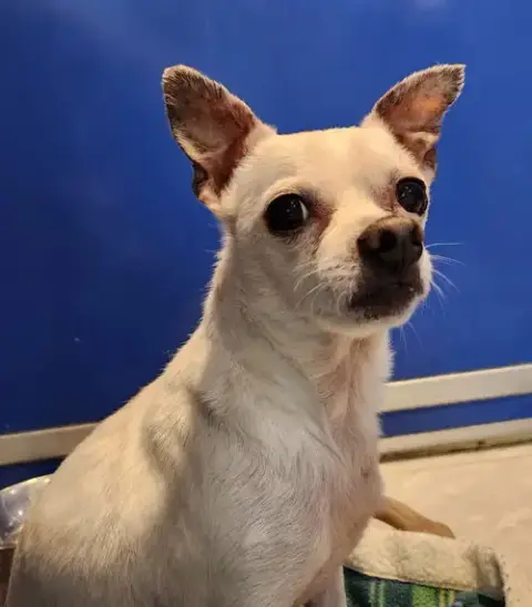 Dexter