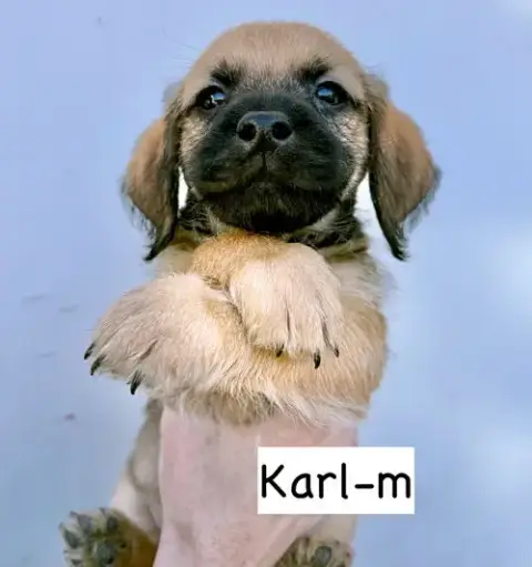 Karl photo 5