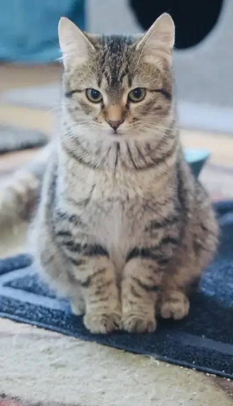 Queso