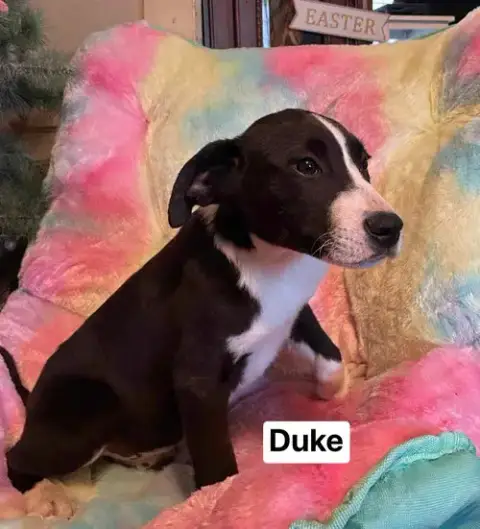 Duke photo 4