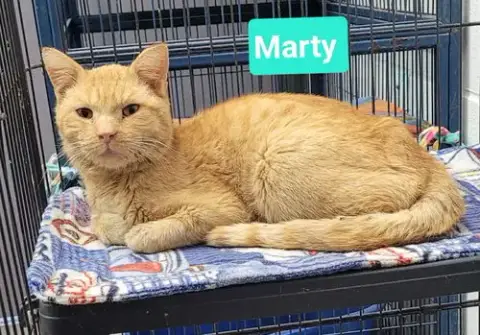 Marty