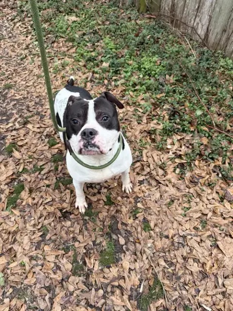Elvis