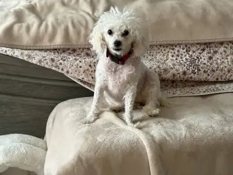 Daisy