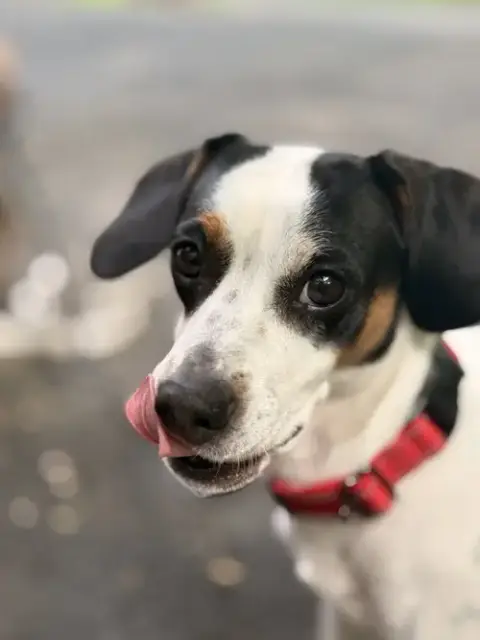 Petal