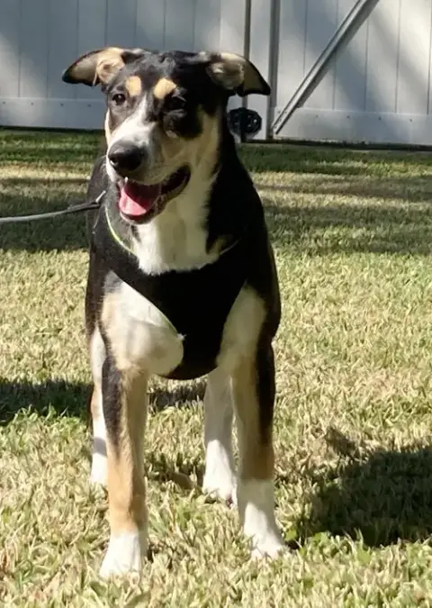 Xena photo 5