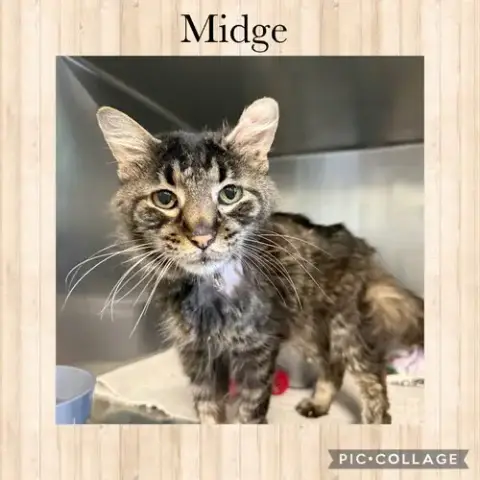 Midge