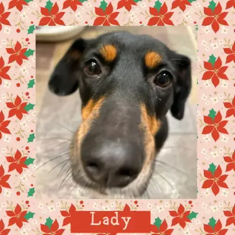 Lady photo 4