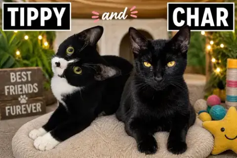 Char & Tippy:Bonded