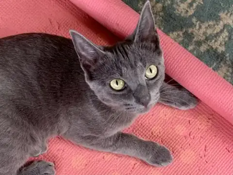 *Olive photo 3