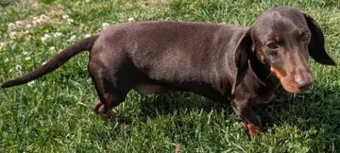 Snickers In Tn photo 5