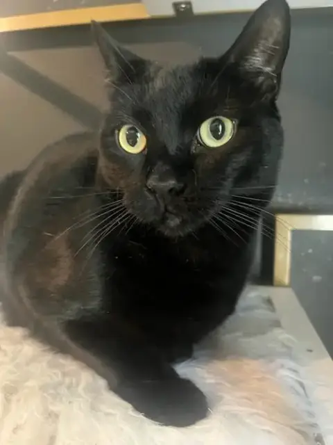 Milo photo 4