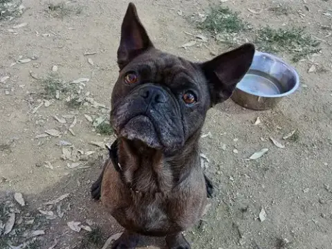 Pongo