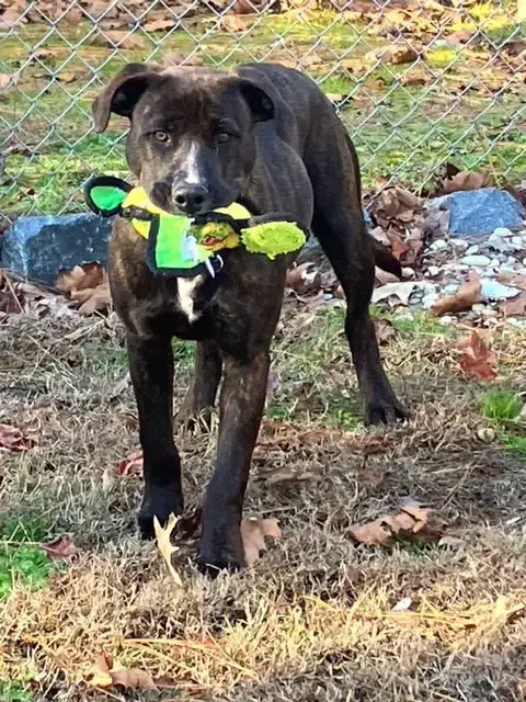 Brandy In Warsaw Va photo 2